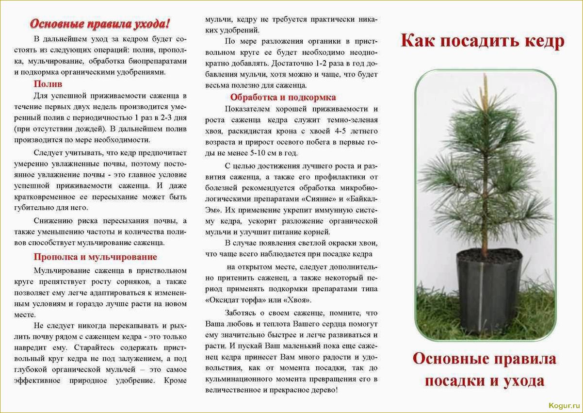 Голубая ель: как ухаживать и подкармливать различные сорта для быстрого роста