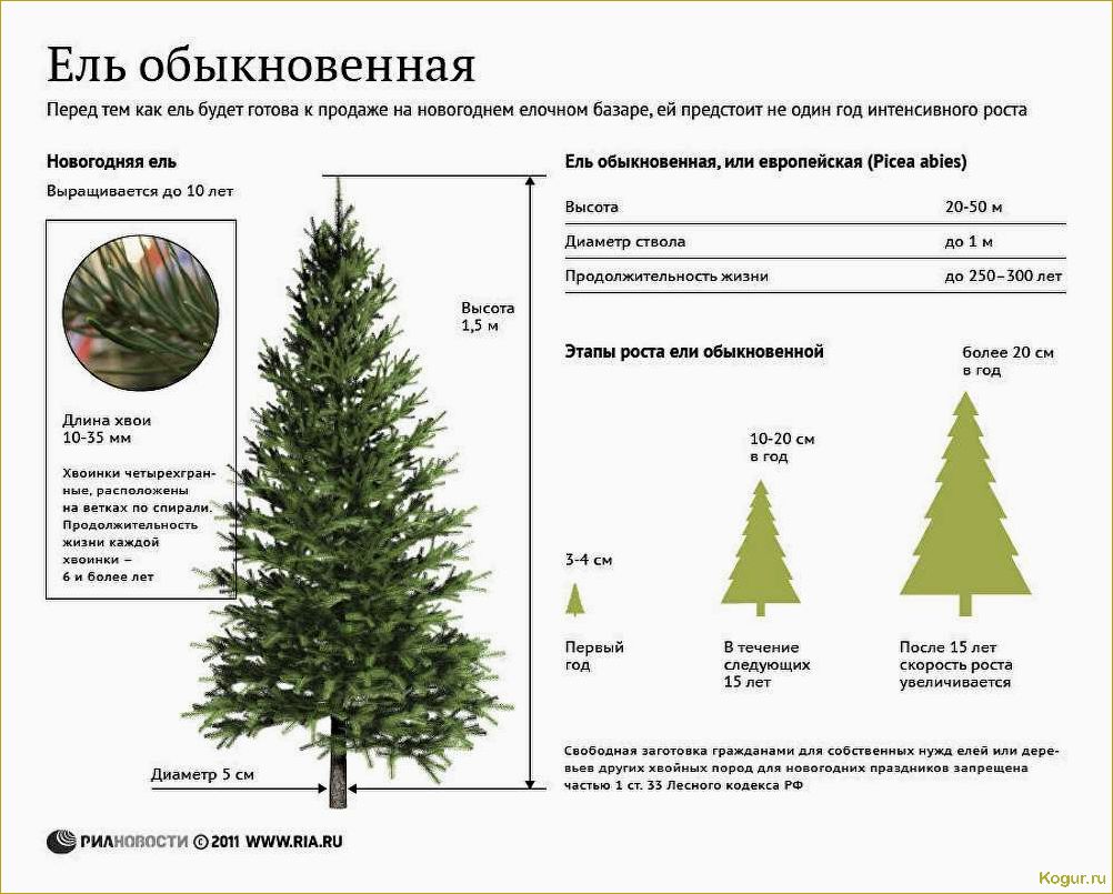 Голубая ель: как ухаживать и подкармливать различные сорта для быстрого роста