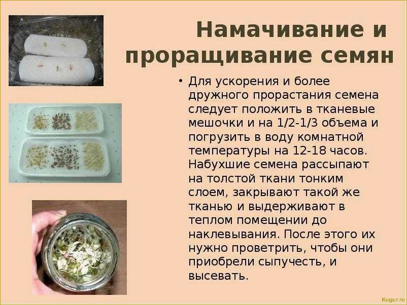 Выращивание люффы из семян в домашних условиях: советы и рекомендации