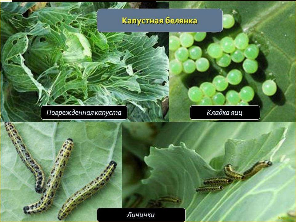 Капустная белянка — опасный вредитель урожая