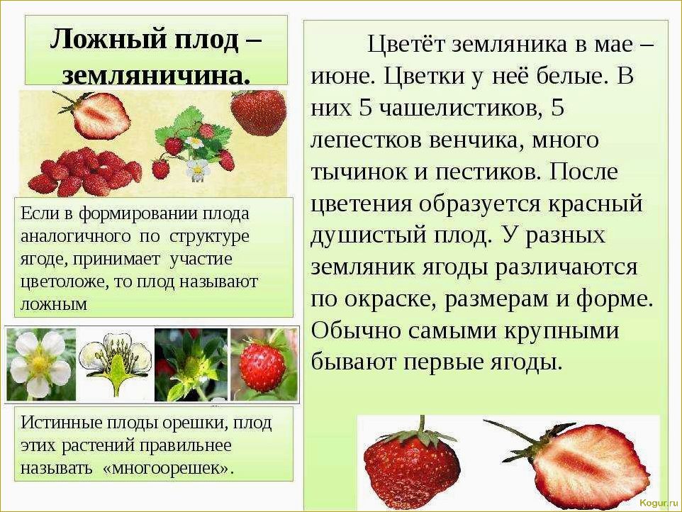 Клубника: вкусная и полезная ягода для здоровья