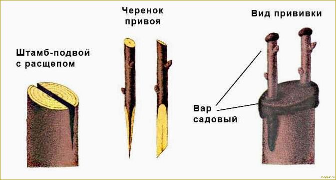 Когда лучше прививать плодовые деревья: ювелирная работа садоводов