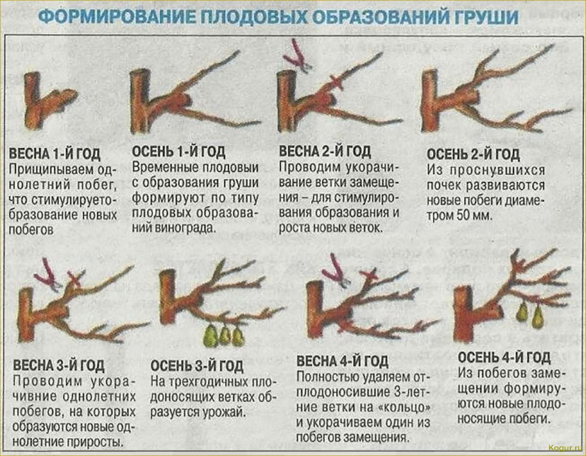 Когда лучше прививать плодовые деревья: ювелирная работа садоводов