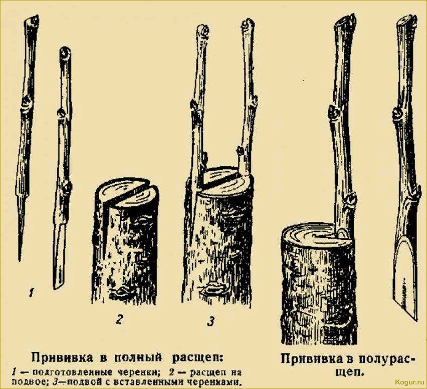 Когда лучше прививать плодовые деревья: ювелирная работа садоводов