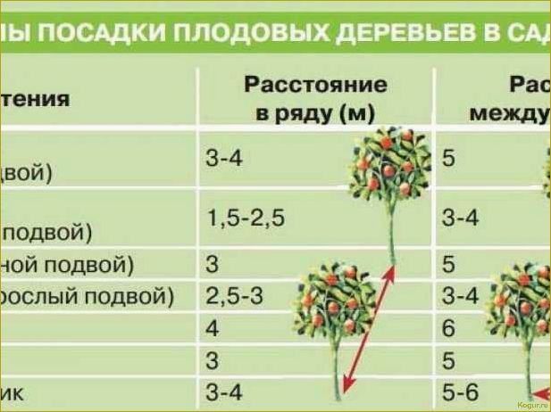 Когда лучше прививать плодовые деревья: ювелирная работа садоводов