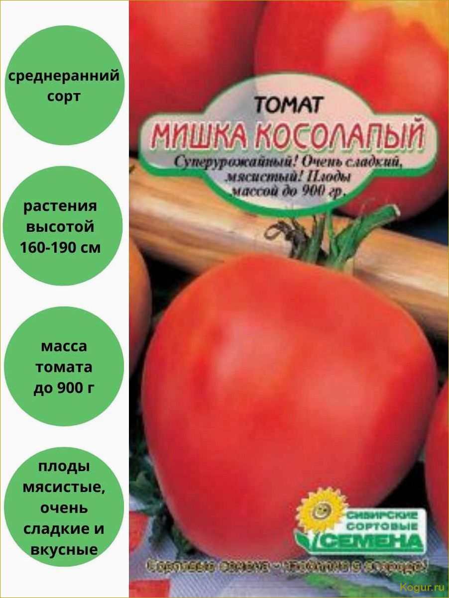 Крупный томат Мишка косолапый на дачных грядках