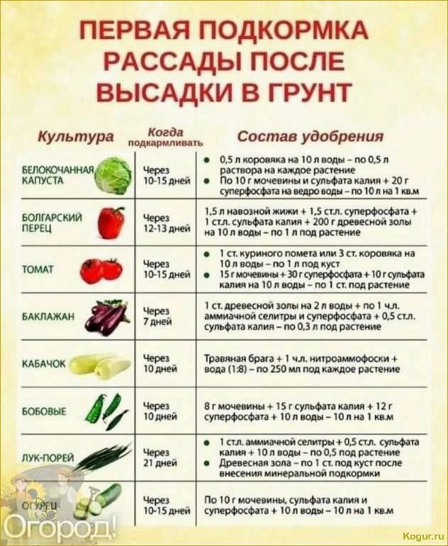 Крупный томат Мишка косолапый на дачных грядках