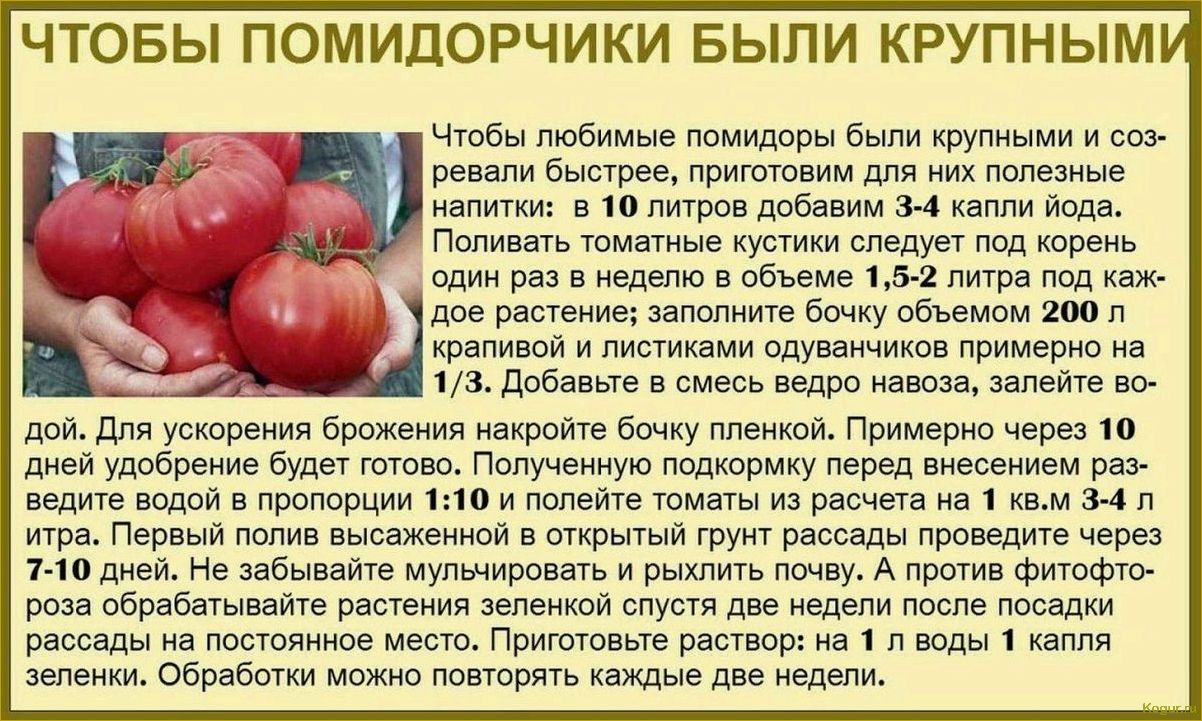 Крупный томат Мишка косолапый на дачных грядках