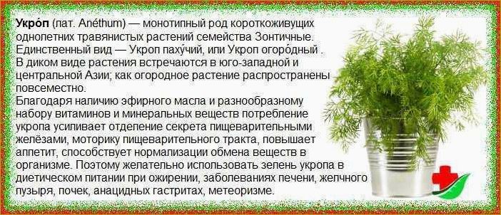 Лечебные свойства укропа и противопоказания к применению