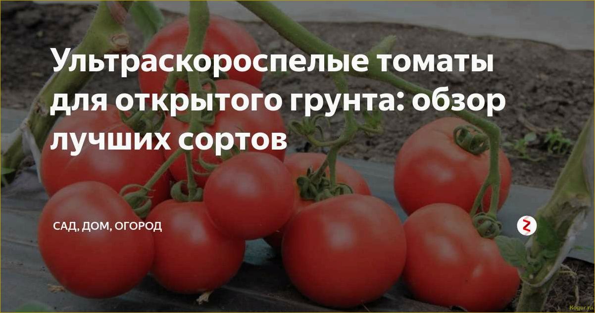 Ультраскороспелый томат Золотое сердце: особенности выращивания и ухода