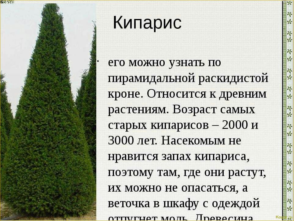 Как правильно посадить и ухаживать за туей пирамидальной на дачном участке: особенности и советы