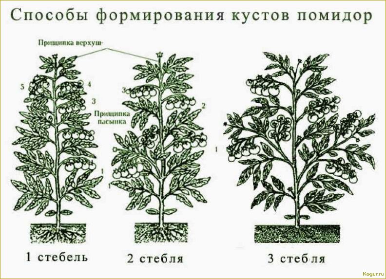 Пасынкование помидор — секреты и советы