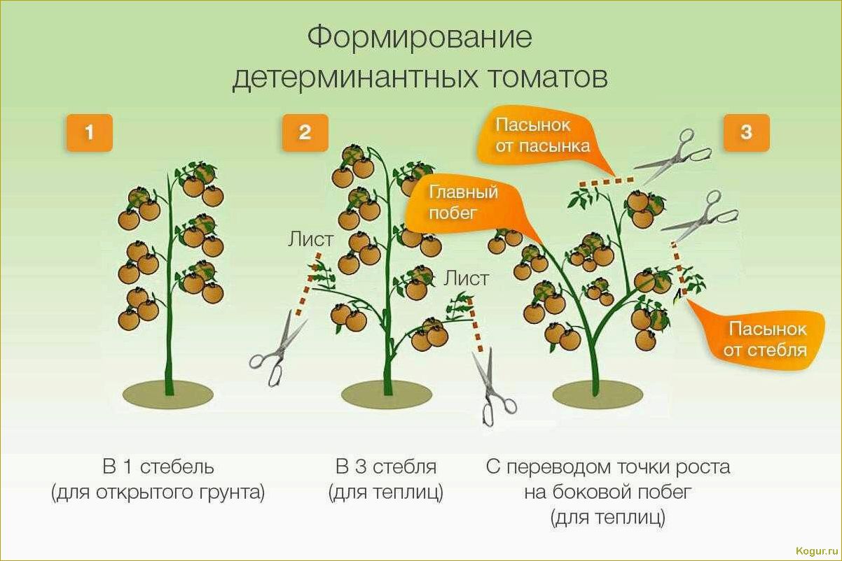 Пасынкование помидор — секреты и советы