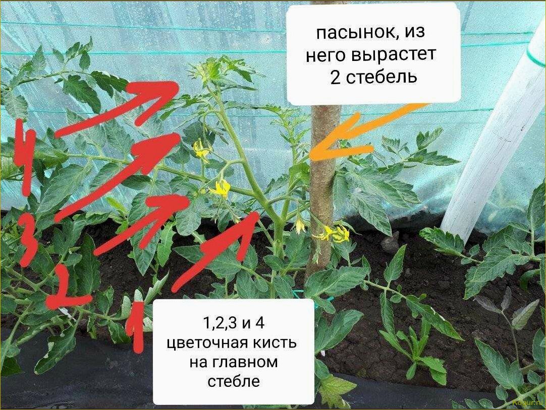 Пасынкование помидор — секреты и советы