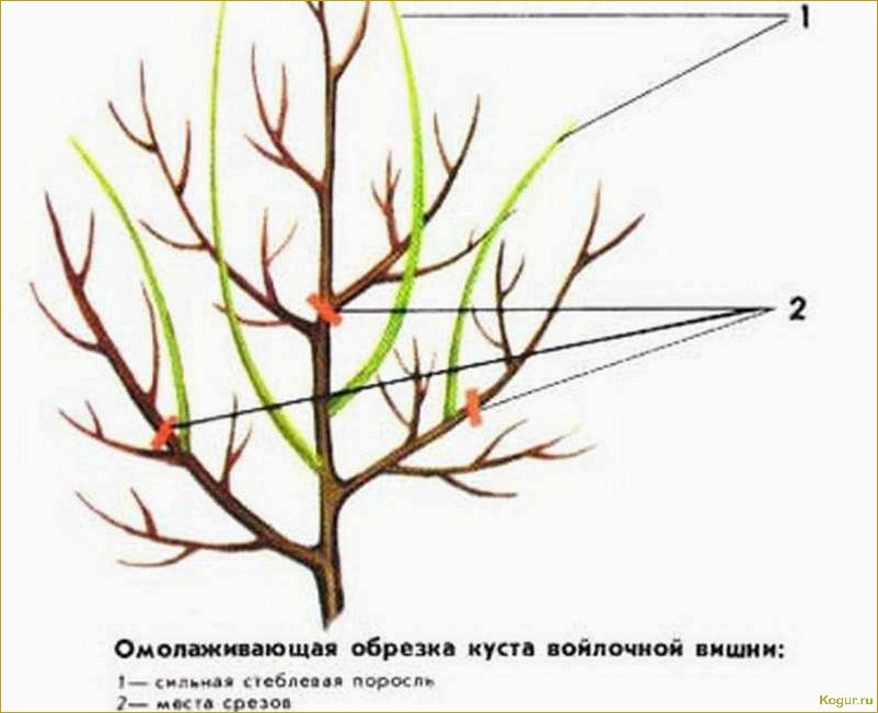 Как правильно обрезать вишню осенью: пошаговая инструкция и схема