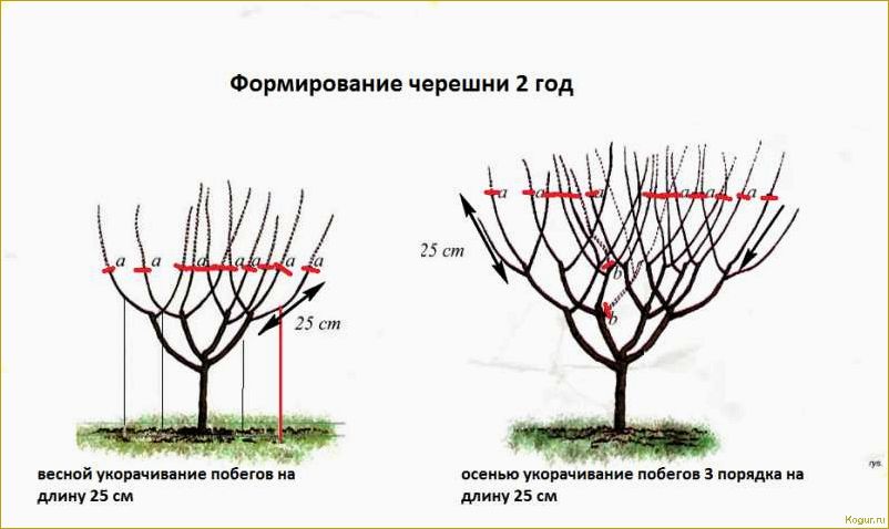 Как правильно обрезать вишню осенью: пошаговая инструкция и схема