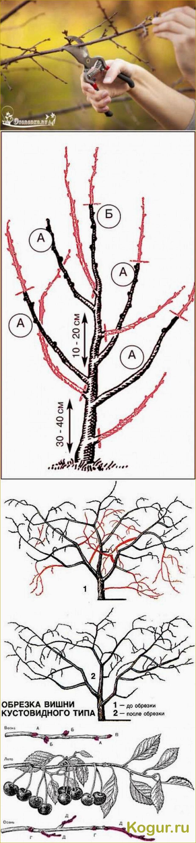 Как правильно обрезать вишню осенью: пошаговая инструкция и схема