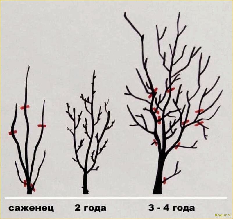 Как правильно обрезать вишню осенью: пошаговая инструкция и схема