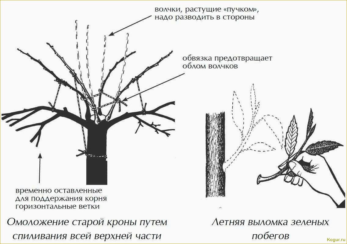 Как правильно обрезать вишню осенью: пошаговая инструкция и схема