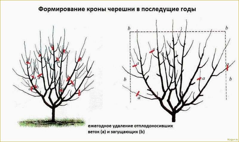 Как правильно обрезать вишню осенью: пошаговая инструкция и схема