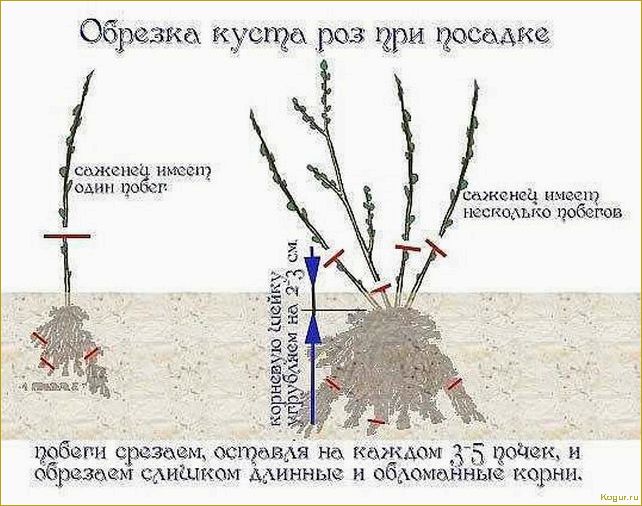 Правильная посадка, уход и обрезка жасмина — залог обильного цветения