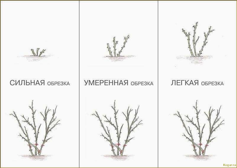 Правильная посадка, уход и обрезка жасмина — залог обильного цветения