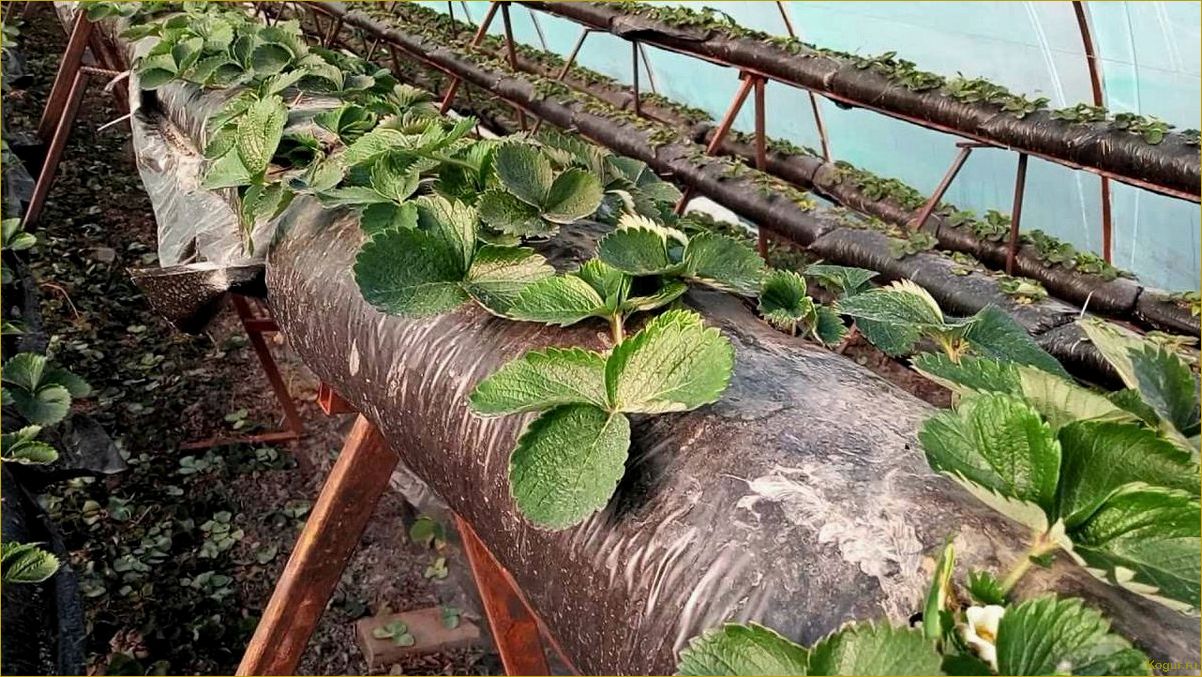 Секреты выращивания клубники Клери для получения богатого урожая