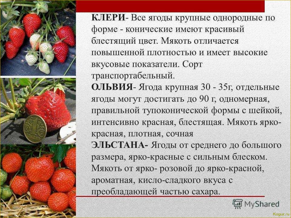 Секреты выращивания клубники Клери для получения богатого урожая