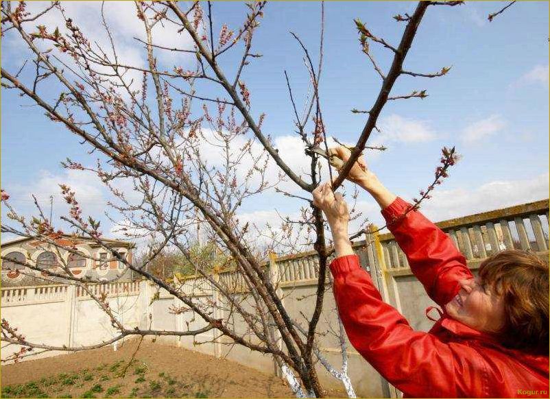 Мартовские хлопоты дачника в саду: запах весны и первые работы