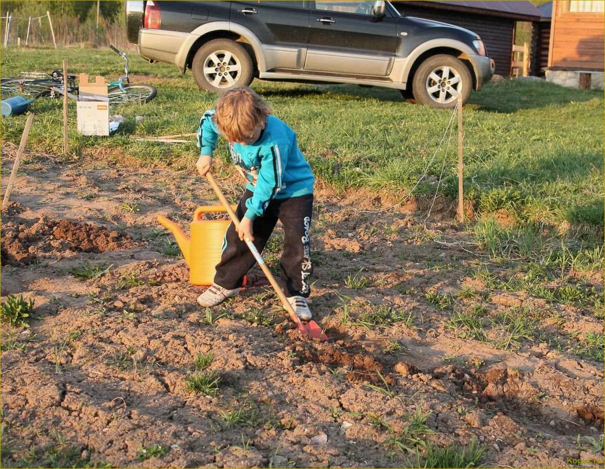 Мартовские хлопоты дачника в саду: запах весны и первые работы