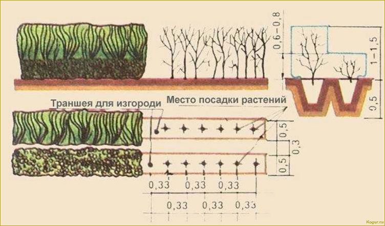 Живая изгородь: фото сразу после посадки в начале апреля