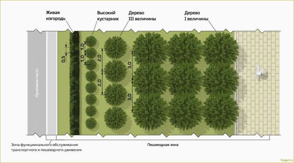 Живая изгородь: фото сразу после посадки в начале апреля