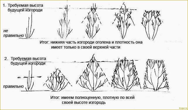 Живая изгородь: фото сразу после посадки в начале апреля