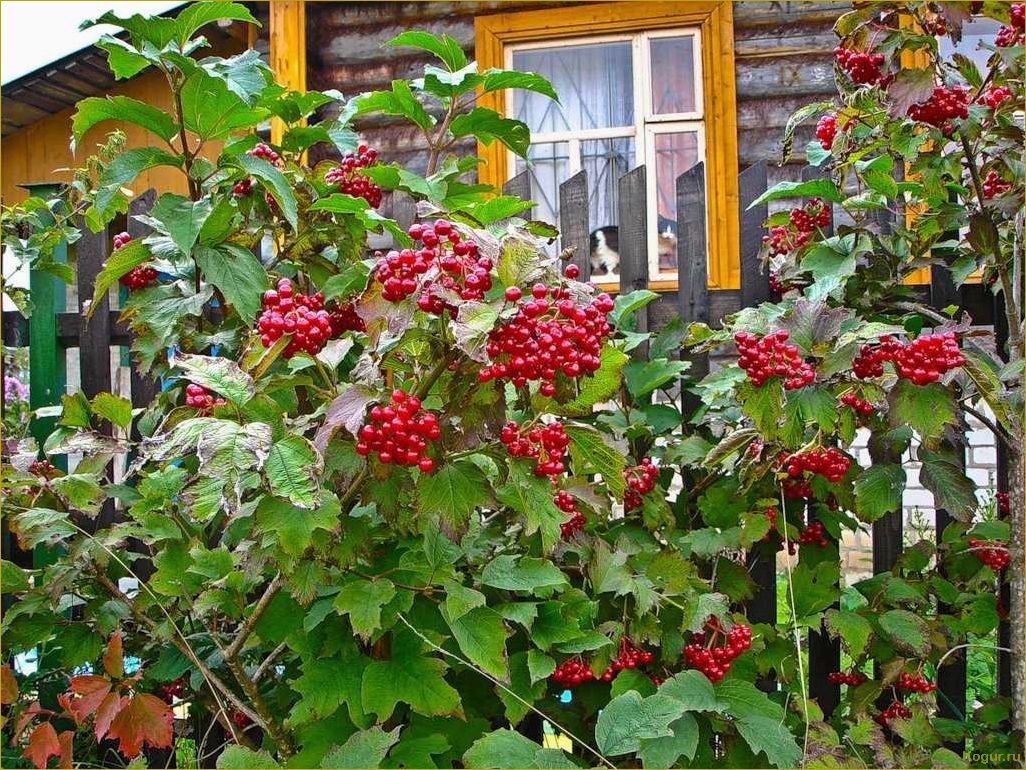 Калина гордовина: прекрасная и вкусная ягода