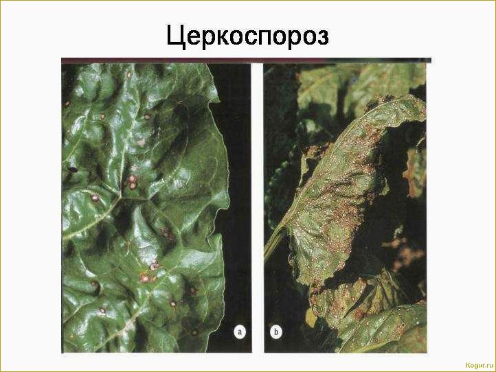 Определение и борьба с болезнями свеклы: иллюстрированный гид