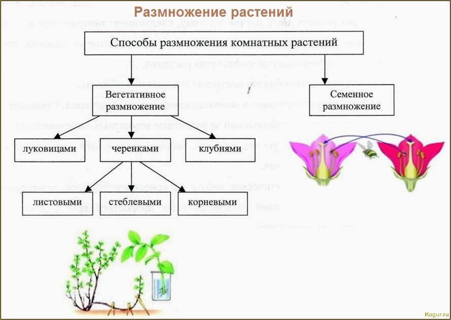 Эффективные методы размножения сирени, которые доказали свою эффективность