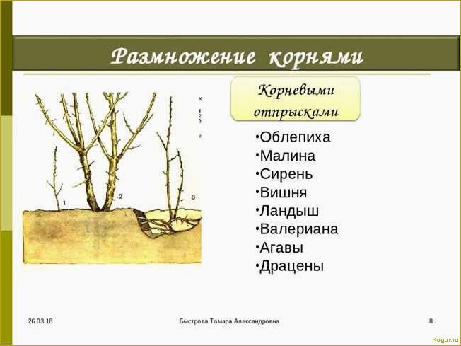 Эффективные методы размножения сирени, которые доказали свою эффективность