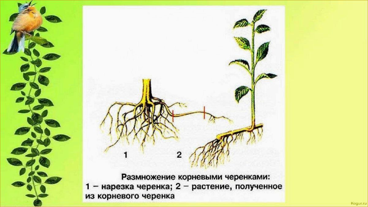 Эффективные методы размножения сирени, которые доказали свою эффективность