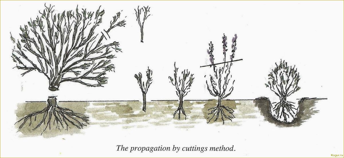 Эффективные методы размножения сирени, которые доказали свою эффективность
