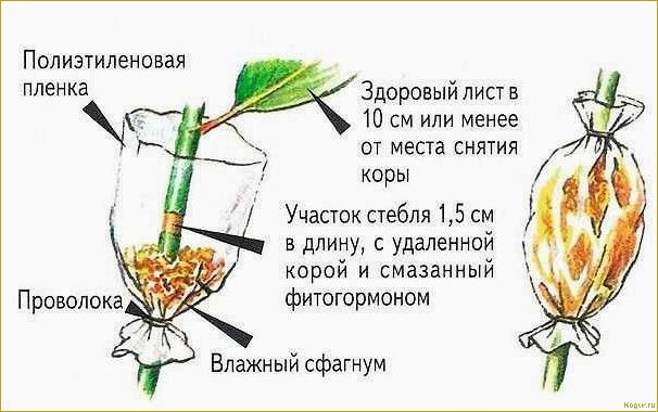 Эффективные методы размножения сирени, которые доказали свою эффективность