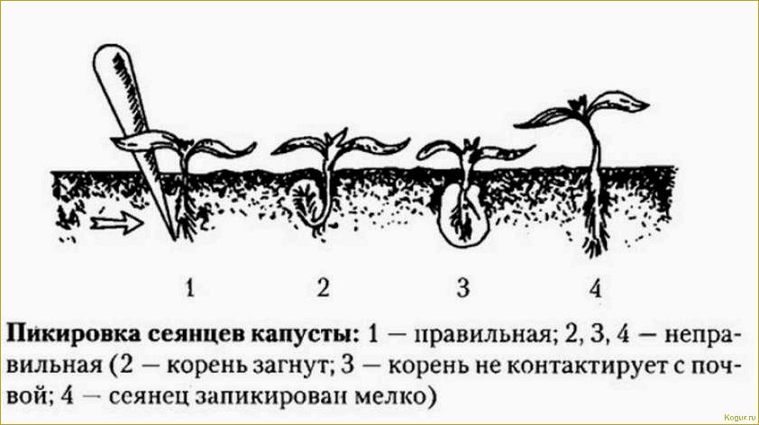 Как самостоятельно вырастить рассаду капусты: пошаговая инструкция