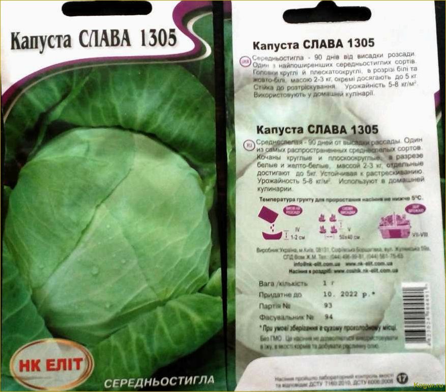 Капуста Слава — выращивание и уход