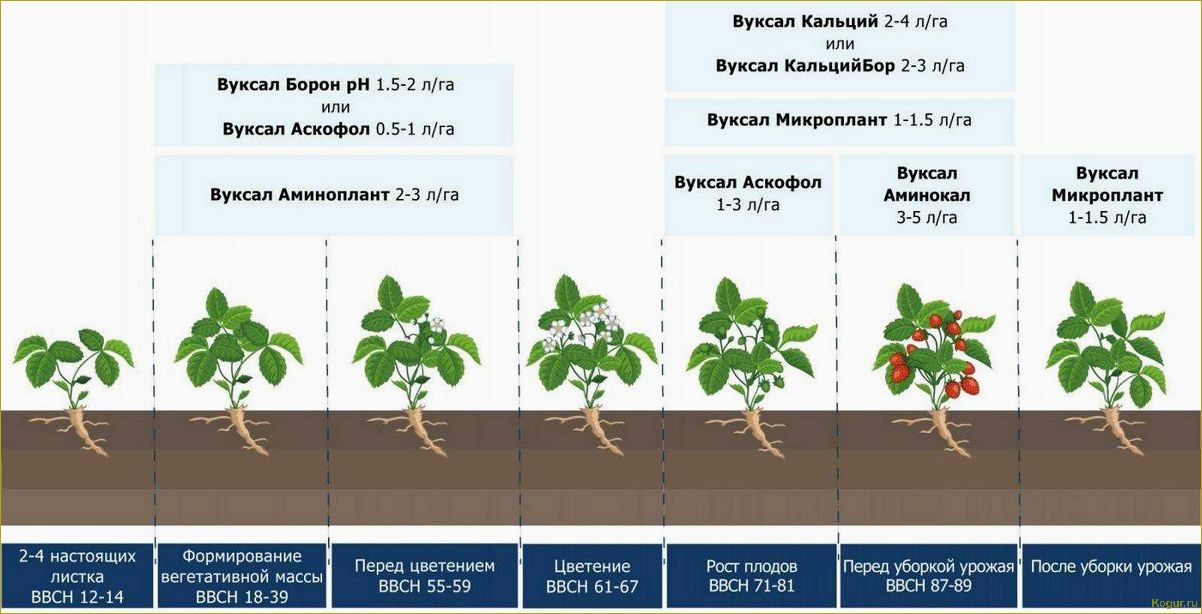 Созревание клубники: как влияет сорт на этот процесс