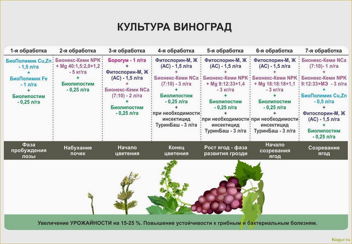 Созревание клубники: как влияет сорт на этот процесс