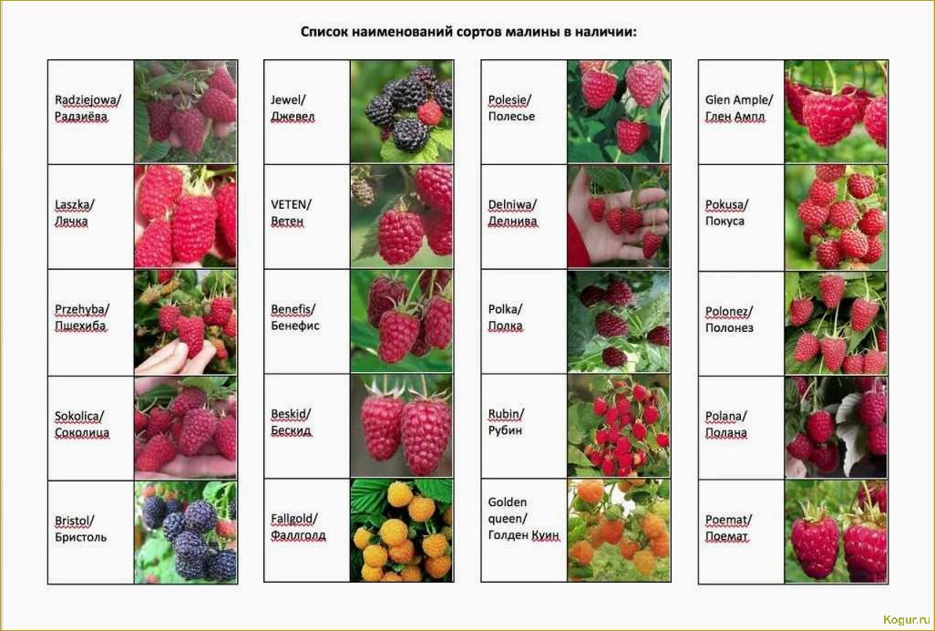 Созревание клубники: как влияет сорт на этот процесс