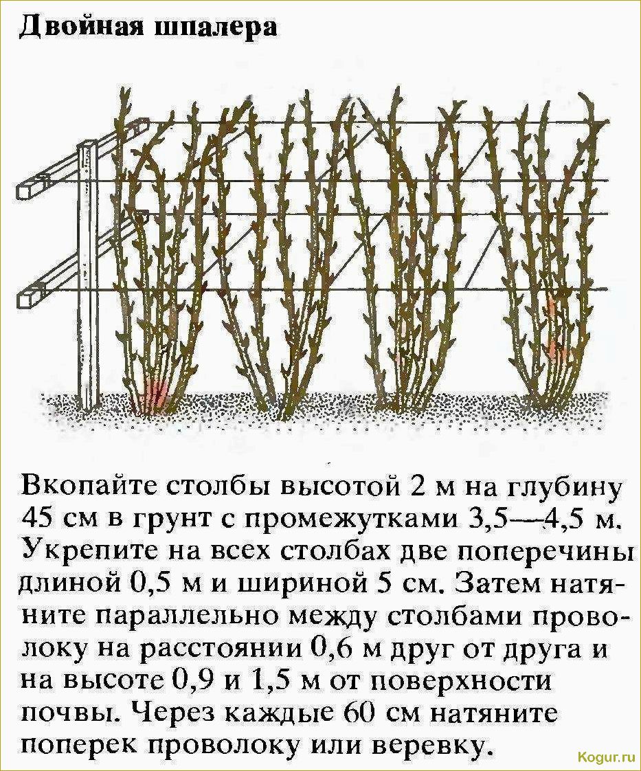 Когда и как правильно пересаживать смородину?