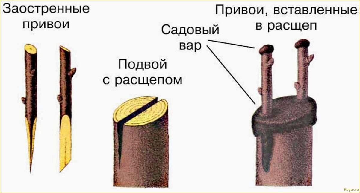 Лента для прививки деревьев — преимущества и основные характеристики