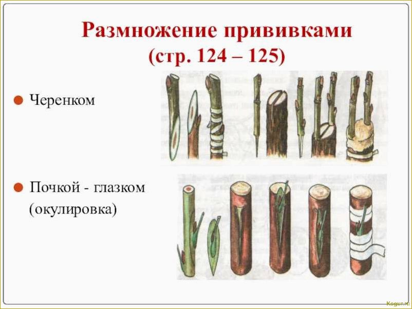 Лента для прививки деревьев — преимущества и основные характеристики