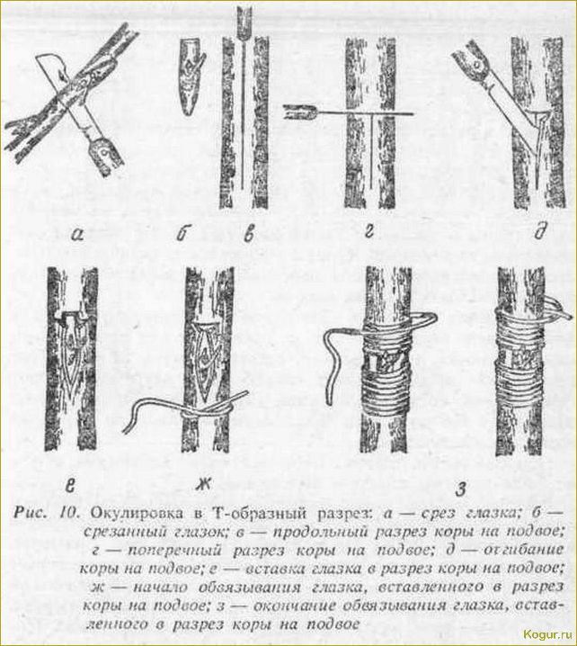 Лента для прививки деревьев — преимущества и основные характеристики