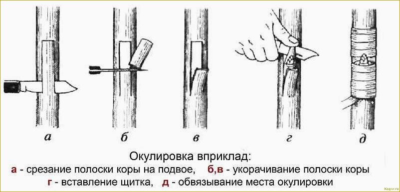 Лента для прививки деревьев — преимущества и основные характеристики